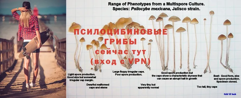 купить наркотики сайты  Краснослободск  Галлюциногенные грибы прущие грибы 